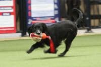 Paws Made ™ Power Paws Pocket™ Petal Ball -Made for more accurate throwing !