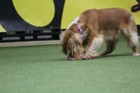 Paws Made ™ Power Paws Pocket™ Petal Ball -Made for more accurate throwing !