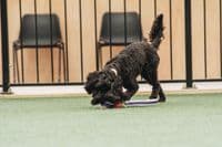 Paws Made ™ Power Paws Pocket™ Petal Ball -Made for more accurate throwing !