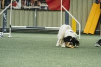 Paws Made ™ Power Paws Pocket™ Petal Ball -Made for more accurate throwing !