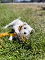 Paws Made RABBIT Paws Pocket with Webbed Handle - Dog Treat Ball With Handle