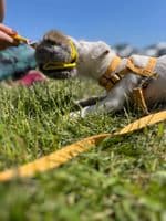 Paws Made RABBIT Paws Pocket with Webbed Handle - Dog Treat Ball With Handle