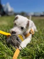 Paws Made RABBIT Paws Pocket with Webbed Handle - Dog Treat Ball With Handle