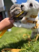 Paws Made RABBIT Paws Pocket with Webbed Handle - Dog Treat Ball With Handle