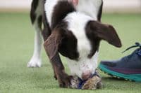 Paws Made ™ Rabbit PawsPocket  Paws Pocket™ Petal Agility Dog Training Ball