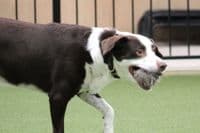 Paws Made ™ Rabbit PawsPocket  Paws Pocket™ Petal Agility Dog Training Ball