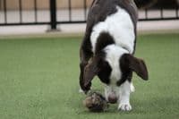 Paws Made ™ Rabbit PawsPocket  Paws Pocket™ Petal Agility Dog Training Ball