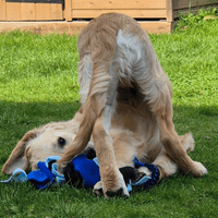 Paws Made ™ Shaggy Fleece Raggy Shaggy Tug Bungee Handle Dog Puppy Toy