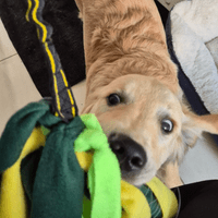 Paws Made ™ Shaggy Fleece Raggy Shaggy Tug Bungee Handle Dog Puppy Toy