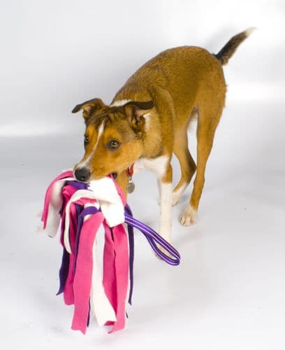 Paws Made Shaggy Pom Pom Fleece Raggy Tug Plain Handle Dog Puppy Toy