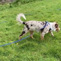 Paws Made  Small BUT Mighty Long Line - Light Weight Dog Training Lead