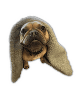 Paws Made Super Soft Blanket - GREY DINOSAUR - Crate Cage Blanket Dog Bed