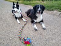 Paws Made Tight Plaited Double  Ended Dog  Split Lead  walk 2 dogs