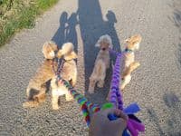 Paws Made Tight Plaited Double  Ended Dog  Split Lead  walk 2 dogs