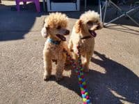 Paws Made Tight Plaited Double  Ended Dog  Split Lead  walk 2 dogs