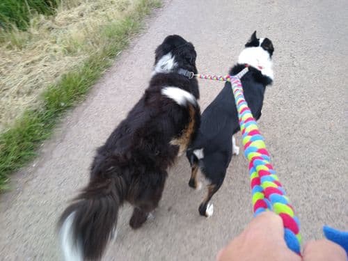 Paws Made Tight Plaited Double Ended Dog Split Lead walk 2 dogs