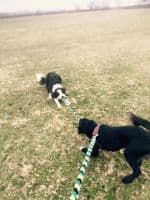 Paws Made Tight Plaitted Dog Clip Fleece Lead Strong Puppy Colorful Agility Flyball