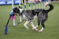 Paws Made™ Tuggerpus Bungee Rugby Lattice Cyber with Octopus Crinkle Legs Squeaker