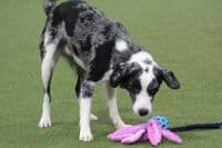 Paws Made™ Tuggerpus Bungee Rugby Lattice Cyber with Octopus Crinkle Legs Squeaker