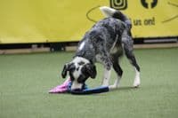 Paws Made™ Tuggerpus Bungee Rugby Lattice Cyber with Octopus Crinkle Legs Squeaker