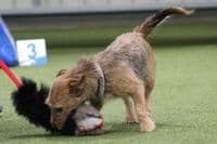 Paws Made™ XL Rabbit Paws Pocket™  Flat Tug  and Black Sheep, Petal Ball Agility Dog Training Ball
