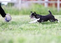 Paws Made™ XL Rabbit Paws Pocket™  Flat Tug  and Black Sheep, Petal Ball Agility Dog Training Ball