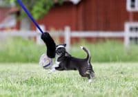 Paws Made™ XL Rabbit Paws Pocket™  Flat Tug  and Black Sheep, Petal Ball Agility Dog Training Ball