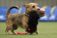 Paws Made™ XL Rabbit Paws Pocket™  Flat Tug  and Black Sheep, Petal Ball Agility Dog Training Ball