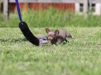 Paws Made™ XL Rabbit Paws Pocket™  Flat Tug  and Black Sheep, Petal Ball Agility Dog Training Ball
