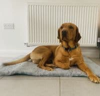 Pawstrading™ Anti-Slip Backed Veterinary Fleece Bedding Dog Bed / Mat GREEN COW