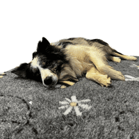 Pawstrading™ Premium BEE LOVE Grey Malb Anti-Slip Backed Veterinary Fleece Vet Bedding