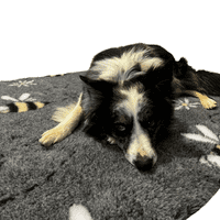 Pawstrading™ Premium BEE LOVE Grey Malb Anti-Slip Backed Veterinary Fleece Vet Bedding