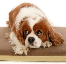 PetLife Posture Pal Dog Bed / Mat just the Cover