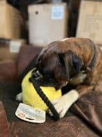 Pupfit Kettle Bell Large Crinkle Squeak Plush & Rope Dog Toy