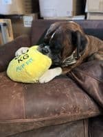 Pupfit Kettle Bell Large Crinkle Squeak Plush & Rope Dog Toy