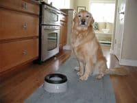 Road Refresher Non Spill Dog Water Bowl - Various sizes / colour