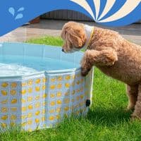 Rosewood Lemon Print Dog Paddling Pool 120cm Rosewood Lemon Print Dog Paddling Pool 120cm