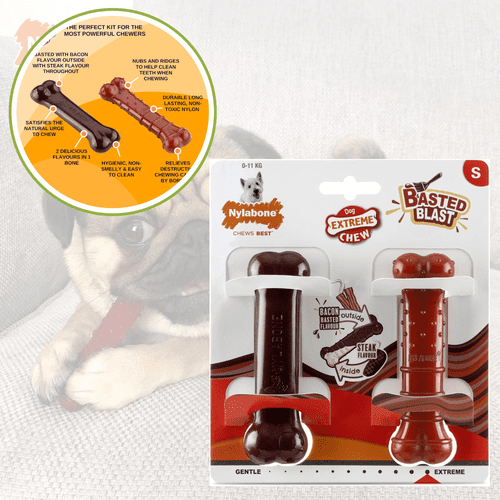 Twin Pack Nylabone Basted Blast Dual Flavoured small Regular 2 pack Durable Dog Chew