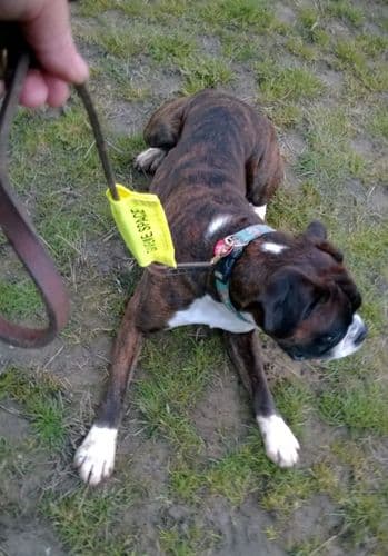 Yellow Safety Lead Sleeve for Dogs Warning