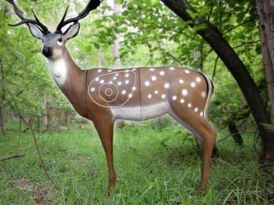 SRT Fallow Deer