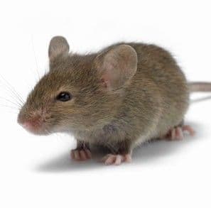 Using Glue Traps for Mouse Control by Erdye's Pest Control