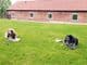 Alford Cottages with Dogs Lincolnshire