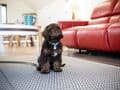 K9 Beach Holiday Cottage Westward Ho, Devon -pets welcome