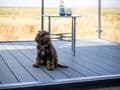 K9 Beach Holiday Cottage Westward Ho, Devon -pets welcome