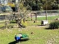 Peacock Barn dogs welcome cottage Wisbech | multi dogs