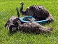 Peacock Barn dogs welcome cottage Wisbech | multi dogs
