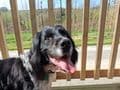 Dog Friendly Cottage Bratton Fleming Exmoor | Swallows Roost dogs allowed