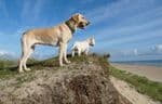 Winterton Holidays 2 plus Dogs Great Yarmouth Norfolk