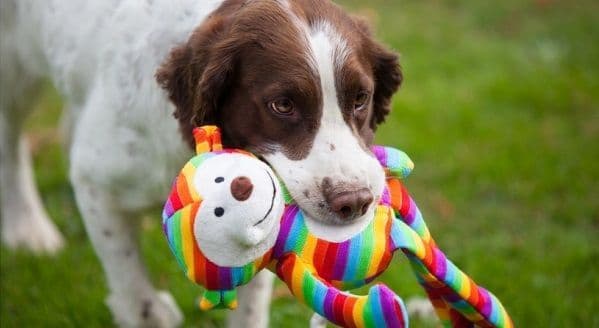 search dog toys