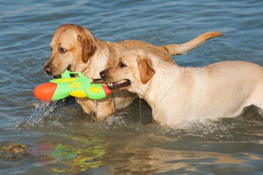 Dog Friendly Cottage Holidays, Why leave your pet at home